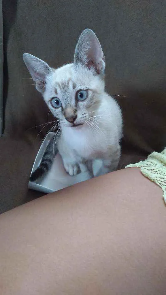 Gato ra a Não específica. idade 2 a 6 meses nome Não tem nome.