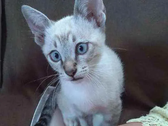 Gato ra a Não específica. idade 2 a 6 meses nome Não tem nome.
