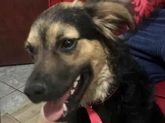 Cachorro ra a Mestiço  idade 7 a 11 meses nome Thor 