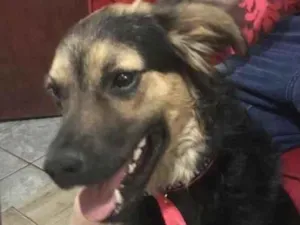 Cachorro raça Mestiço  idade 7 a 11 meses nome Thor 