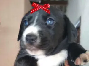 Cachorro raça Mestiça  idade 2 a 6 meses nome Bia 