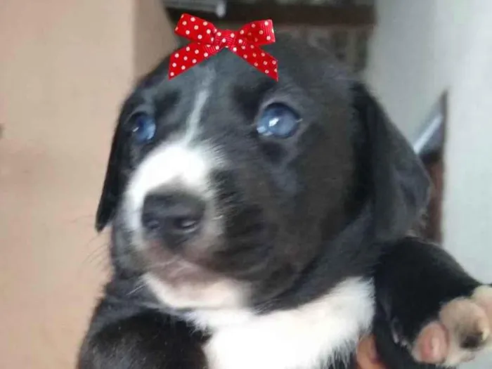 Cachorro ra a Mestiça  idade 2 a 6 meses nome Bia 