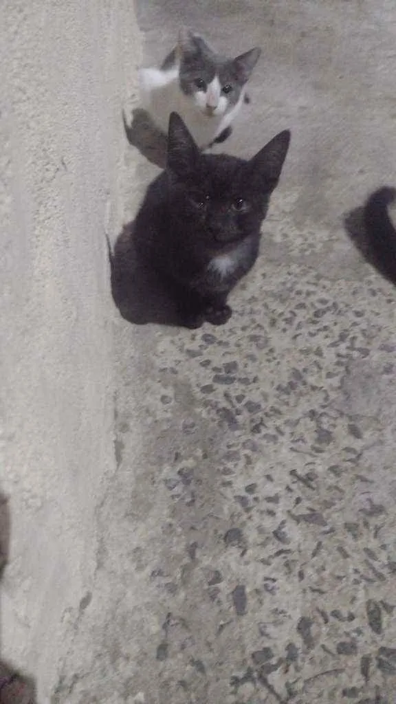 Gato ra a vira lata idade Abaixo de 2 meses nome sem nome