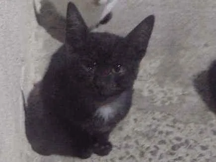 Gato ra a vira lata idade Abaixo de 2 meses nome sem nome