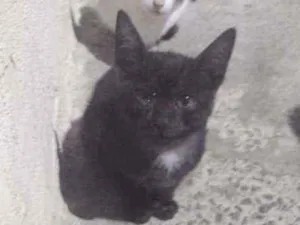 Gato raça vira lata idade Abaixo de 2 meses nome sem nome