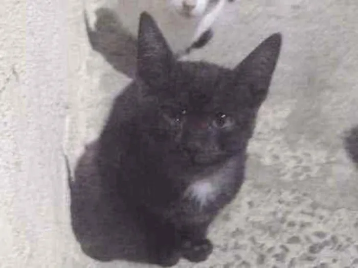 Gato ra a vira lata idade Abaixo de 2 meses nome sem nome