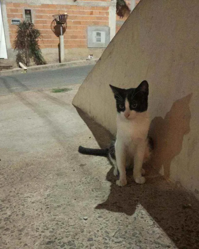 Gato ra a vira lata idade 2 a 6 meses nome gina