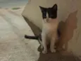 gina