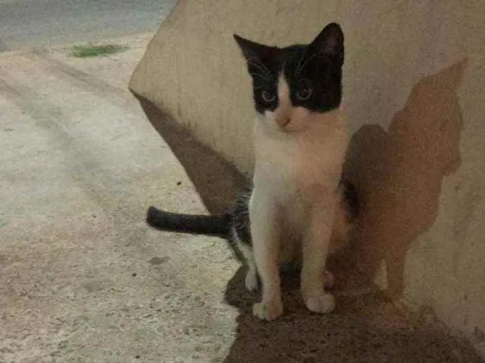 Gato ra a vira lata idade 2 a 6 meses nome gina