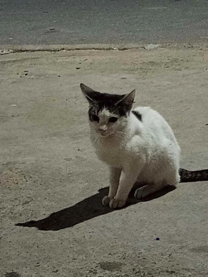 Gato ra a vira lata idade 2 a 6 meses nome sem nome