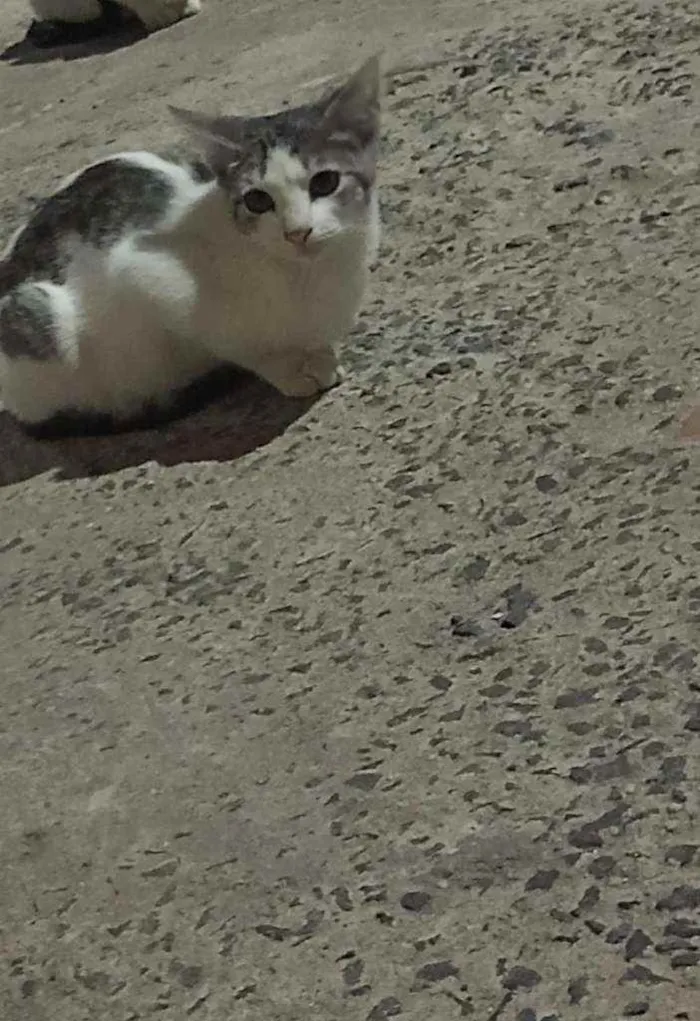 Gato ra a vira lata idade 2 a 6 meses nome sem nome