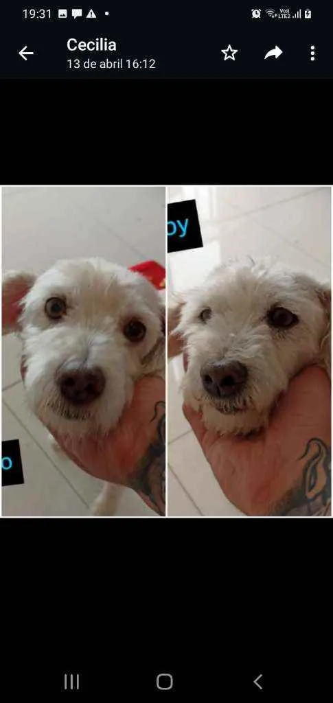 Cachorro ra a poodle idade 6 ou mais anos nome Markito e Baby