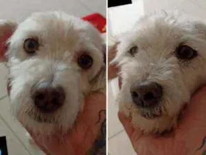 Cachorro raça poodle idade 6 ou mais anos nome Markito e Baby