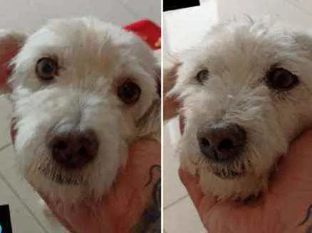 Cachorro ra a poodle idade 6 ou mais anos nome Markito e Baby
