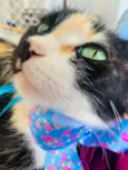 LAILA
