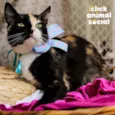LAILA
