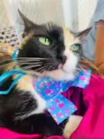LAILA