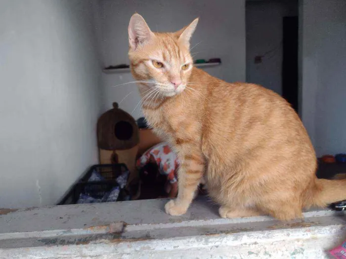 Gato ra a SRD idade 1 ano nome Afonso