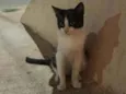 gina