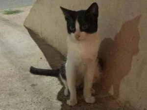 Gato raça vira lata idade 2 a 6 meses nome gina