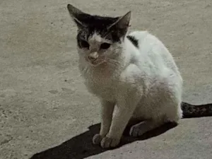 Gato raça vira lata idade 2 a 6 meses nome sem nome