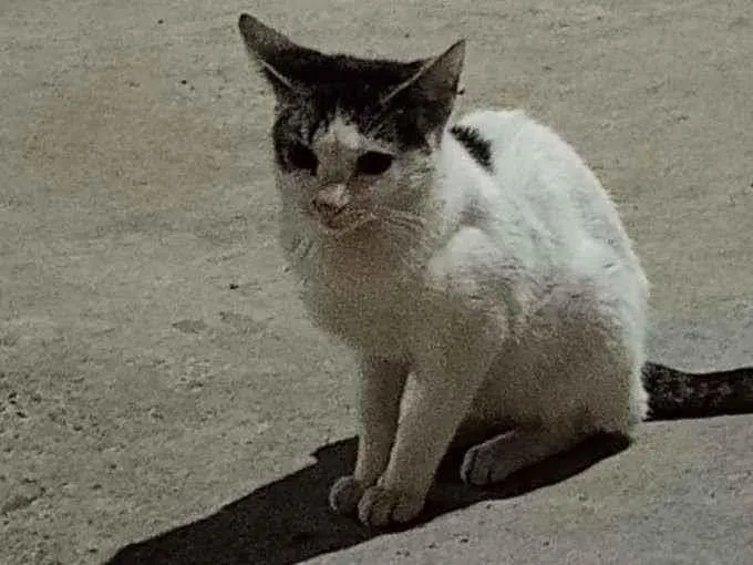 Gato ra a vira lata idade 2 a 6 meses nome sem nome