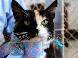 Gato raça SRD idade 7 a 11 meses nome LAILA