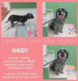 Cachorro raça SRD COM POODLE idade 2 anos nome sheidy