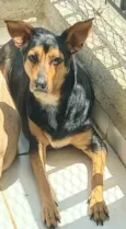 Cachorro raça SRD idade 2 anos nome nina