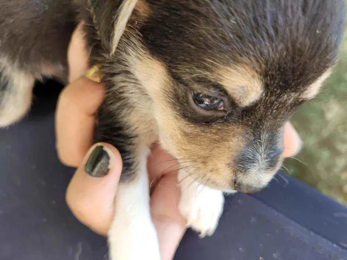 Cachorro ra a Vira Lata idade Abaixo de 2 meses nome Filhotes