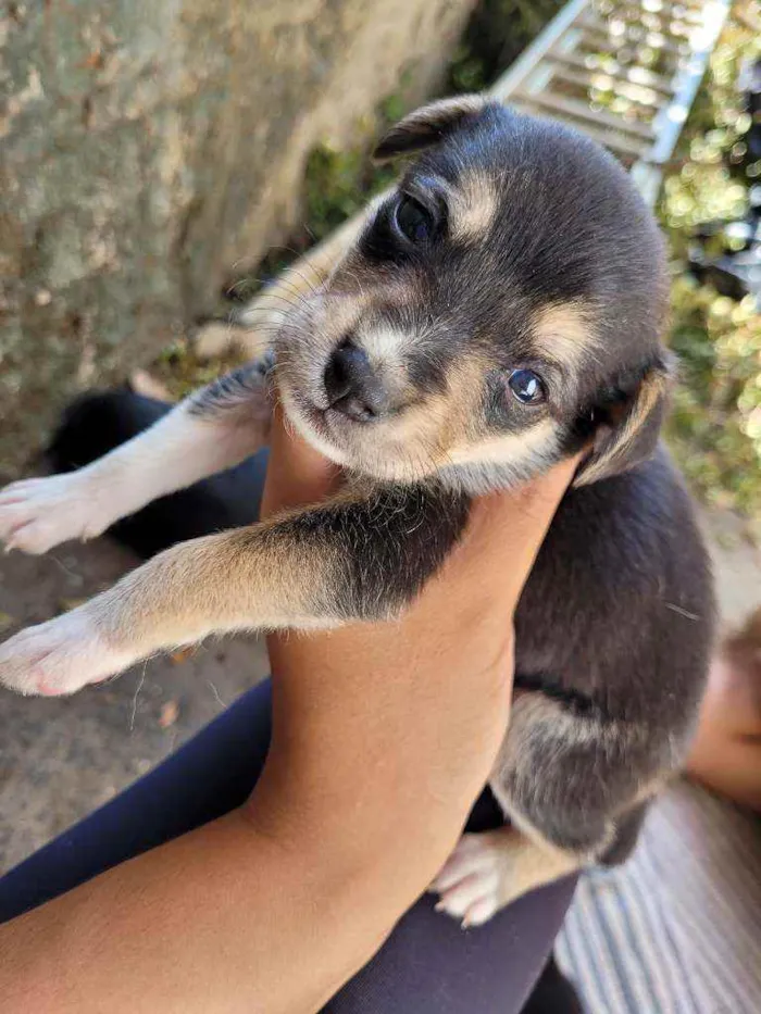 Cachorro ra a Vira Lata idade Abaixo de 2 meses nome Filhotes