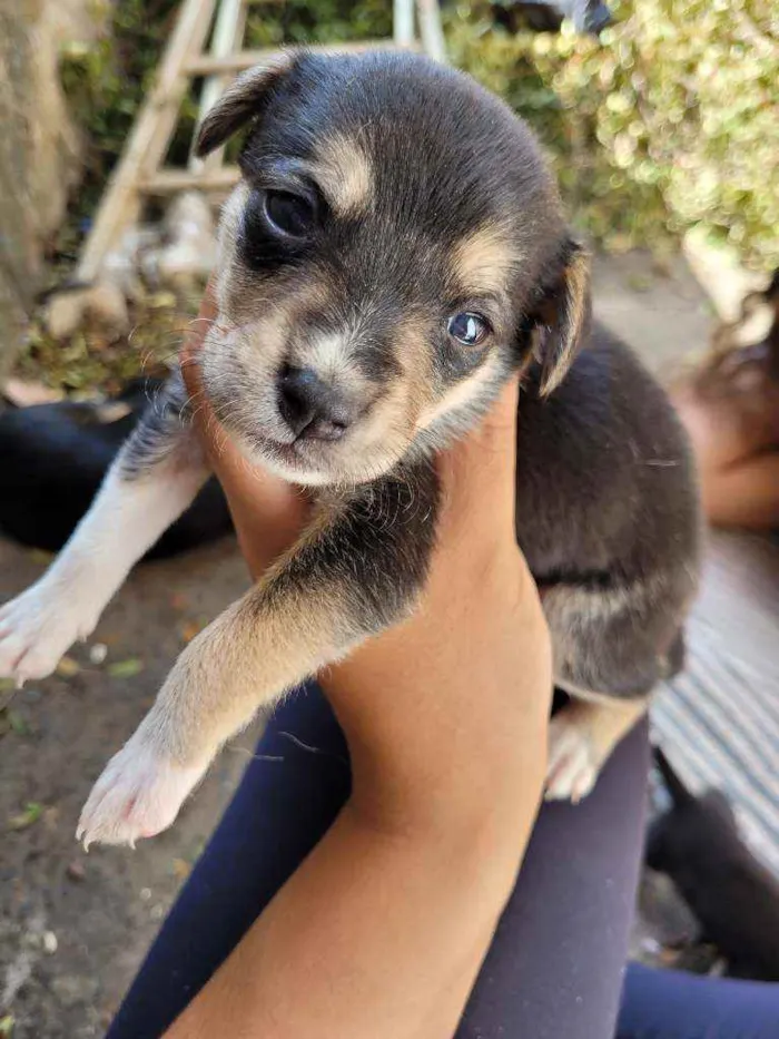 Cachorro ra a Vira Lata idade Abaixo de 2 meses nome Filhotes