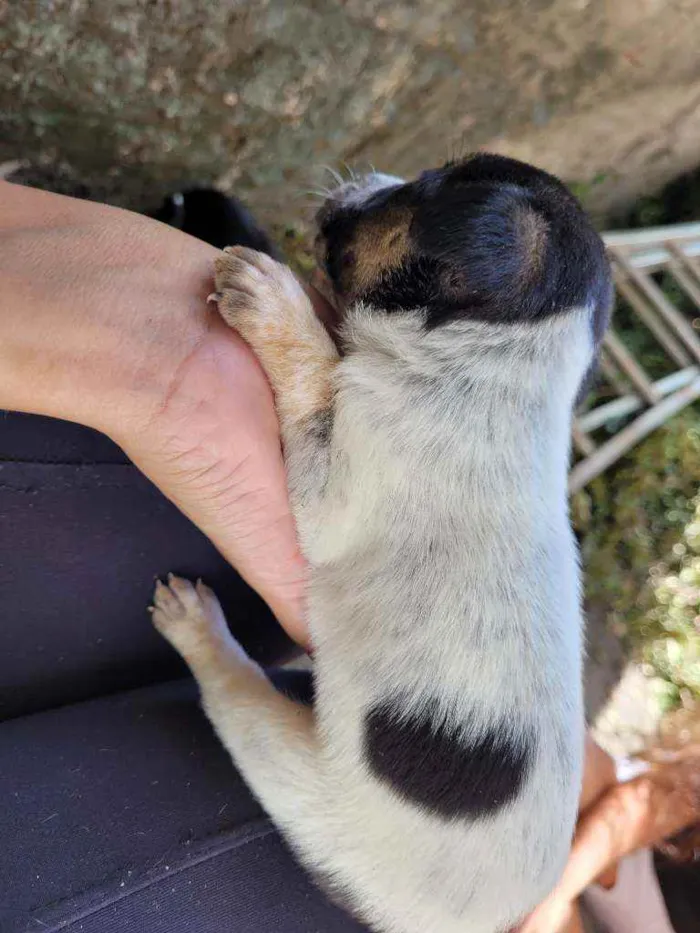 Cachorro ra a Vira Lata idade Abaixo de 2 meses nome Filhotes