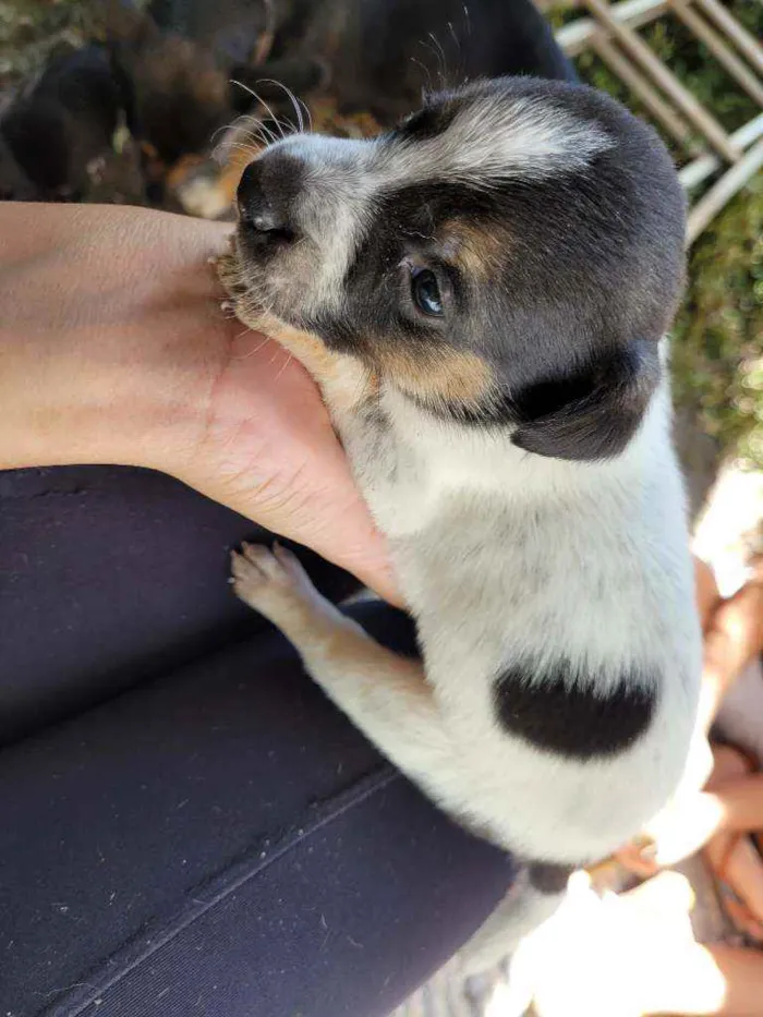 Cachorro ra a Vira Lata idade Abaixo de 2 meses nome Filhotes