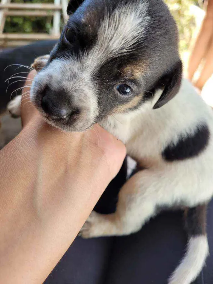 Cachorro ra a Vira Lata idade Abaixo de 2 meses nome Filhotes