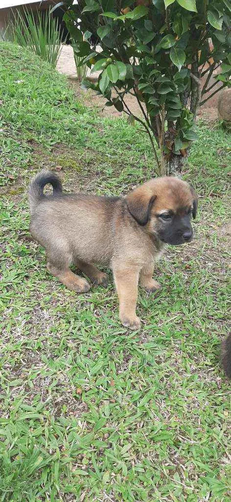 Cachorro ra a Mistico idade Abaixo de 2 meses nome Juma