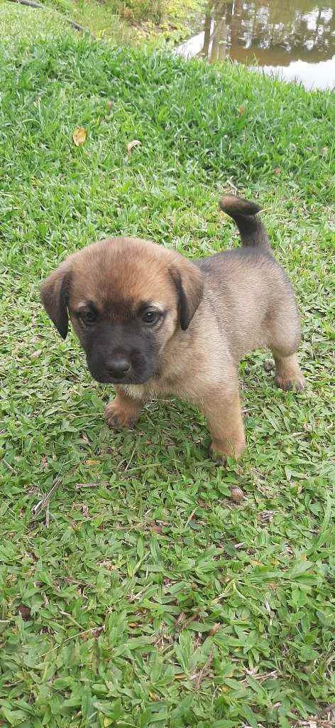 Cachorro ra a Mistico idade Abaixo de 2 meses nome Juma