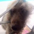 Chá Chá