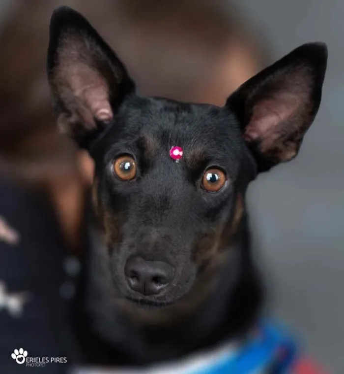 Cachorro ra a  idade 1 ano nome Não sei 