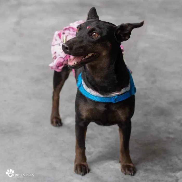 Cachorro ra a  idade 1 ano nome Não sei 