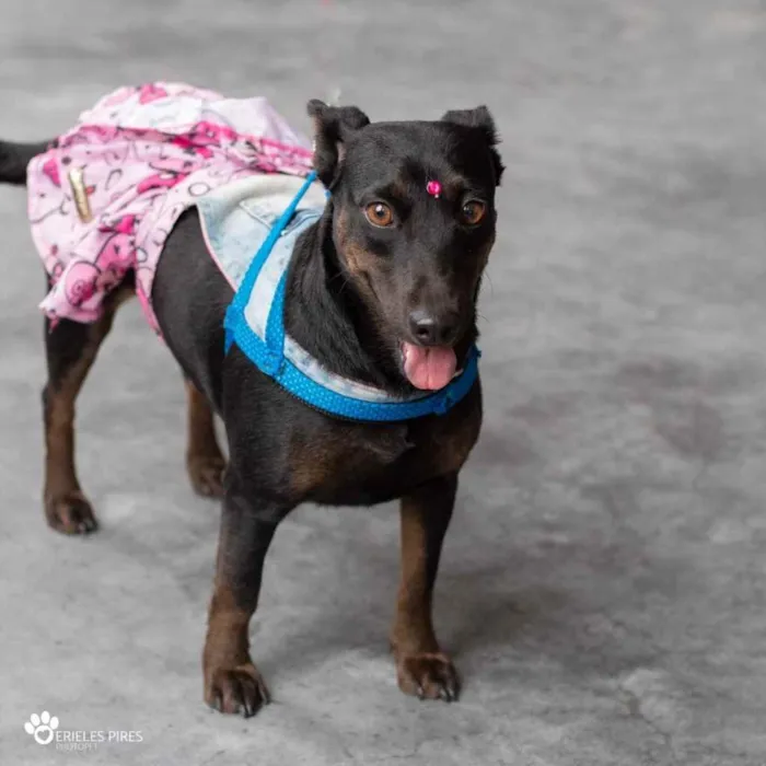 Cachorro ra a  idade 1 ano nome Não sei 