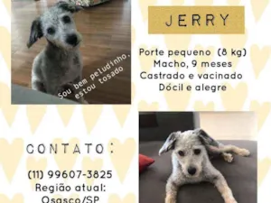 Cachorro raça SRD COM POODLE idade 7 a 11 meses nome jerry