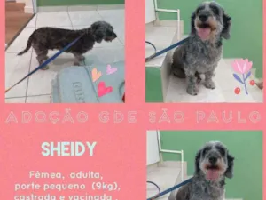 Cachorro raça SRD COM POODLE idade 2 anos nome sheidy