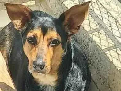 Cachorro raça SRD idade 2 anos nome nina
