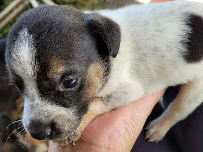 Cachorro ra a Vira Lata idade Abaixo de 2 meses nome Filhotes