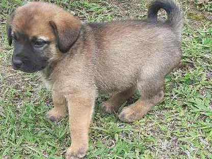 Cachorro ra a Mistico idade Abaixo de 2 meses nome Juma