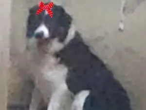 Cachorro raça Mestiça  idade 3 anos nome Rita 