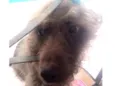 Chá Chá