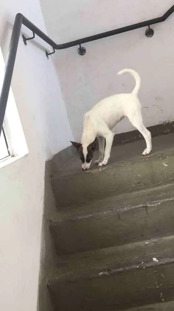 Cachorro ra a Vira lata com pitbull  idade 7 a 11 meses nome Pandora