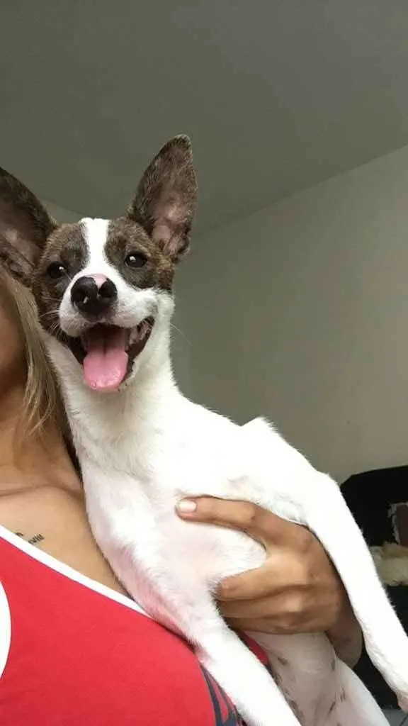 Cachorro ra a Vira lata com pitbull  idade 7 a 11 meses nome Pandora